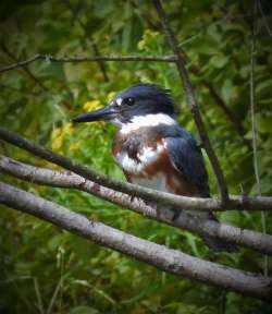 Belted kingfisher Photo: Bob Plath