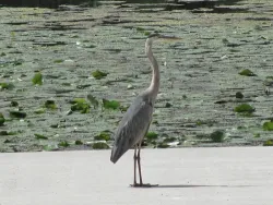 16_blue_heron_not_spooked.jpg