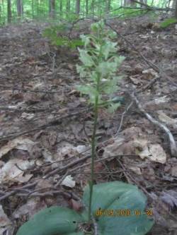 Bog Orchid Photo: Andrea Howe