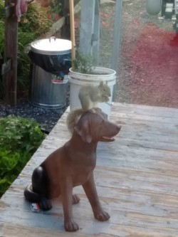 May Squirrel Photo: Bonnie Honaberger