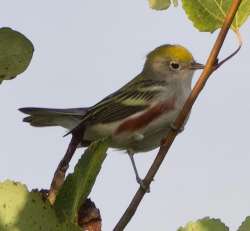 chestnut sided warbler Photo: Anonymous