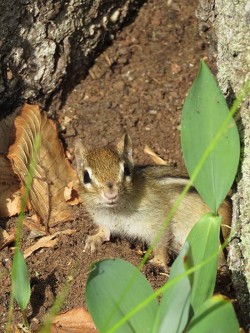16_chipmunk_at_muckross_state_park,_springfield_vt.jpg