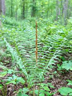 Cinnamon fern Photo: Annie Walsh