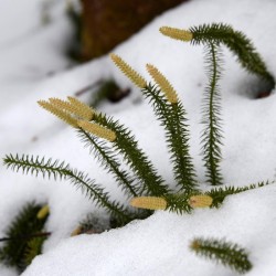 Club Moss Photo: AM Dannis