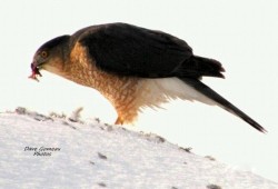 Coopers Hawk Photo: David Gomeau