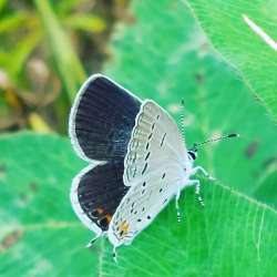 Eastern blue Photo: Tracy Sherbrook