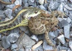 Garter Snake Photo: Bruce Acciavatti