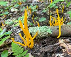 Golden spindles Photo: Sheri Larsen