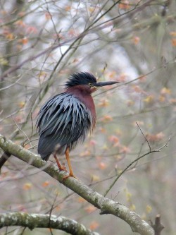 Green Heron Photo: Charlie Schwarz