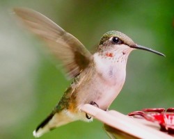 Hummingbird Photo: Ross Lanius