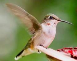 Hummingbird Photo: Ross Lanius