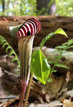 Jack in the pulpit Photo: Bekky Honkala