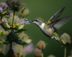 Hummingbird Photo: Larry Litke
