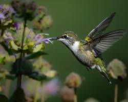 Hummingbird Photo: Larry Litke