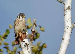 Kestrel Photo: Karinne Heise