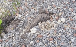 Killdeer Nest Photo: Sue March