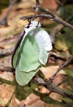 Luna moth Photo: Jennifer Brockway