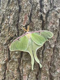 Luna moth Photo: Igor Zlokarnik