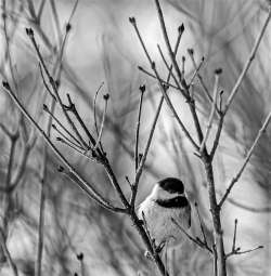 Chickadee Photo: Tim Larsen