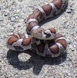 Milk snake Photo: Frank Kaczmarek