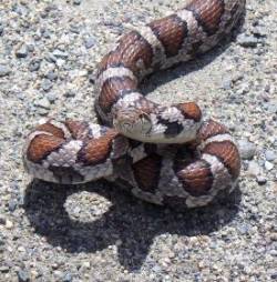 Milk snake Photo: Frank Kaczmarek