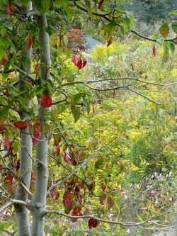Monhegan Dogwood Photo: Elisa Campbell