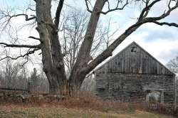 Old ash tree Photo: Geoffrey Bluh