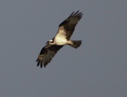 Osprey Hunting Photo: Richard Carbonetti