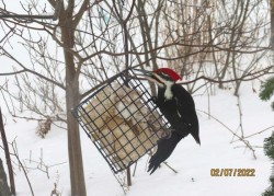 Pileated woodpecker Photo: Alice Haines