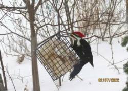 Pileated woodpecker Photo: Alice Haines