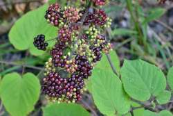 Spikenard Photo: Judy Sweet