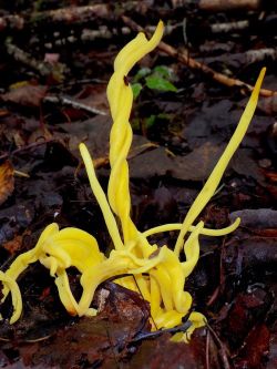 Spindle coral mushroom Photo: Frank Kaczmarek