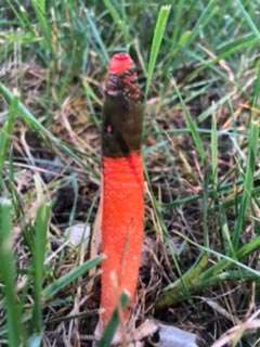 Stinkhorn Photo: Wendi Light