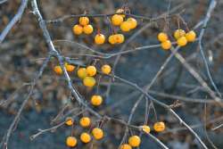 Yellow fruit Photo: Judy Sweet