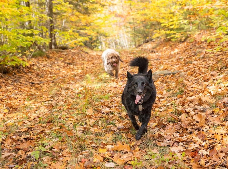 A New Resource to Support Rural Black Landowners