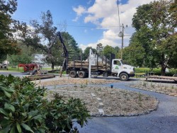 Tree work Photo: Emily S. Rowe