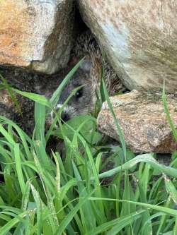 Woodchuck Photo: Carolyn Wheeler