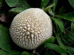 Puffball Photo: Frank Kaczmarek