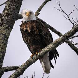 Bald eagle Photo: Sandy Dannis