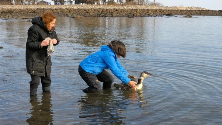 Loons released