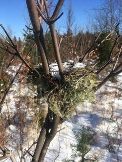 Winter Nest Photo: Dan Bureau