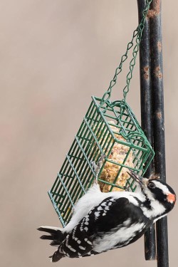 16_woodpecker_2_w.jpg