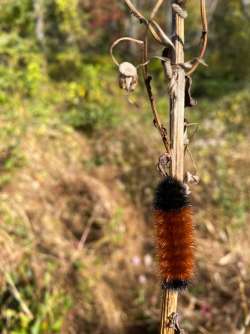 Woolly bear Photo: Deborah DeSalvo