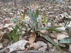 Yellow trout lily Photo: Stephanie Erlandson