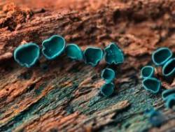 Elfcups Photo: Christine Young