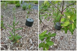 Deer deterant Photo: Emily S. Rowe