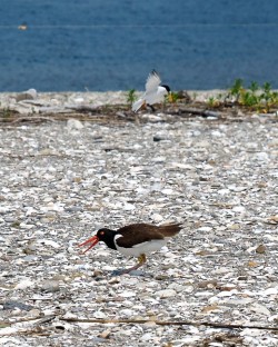 Oystercatcher Photo: Ross Lanius