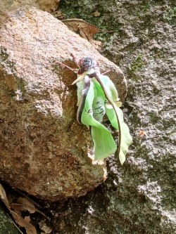 Luna moth Photo: Joyce Layne
