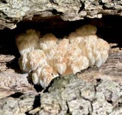 Log fungi Photo: Lynette Reep