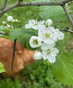 Hawthorn Photo: David Van Houten